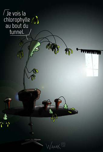Plantes Hiver